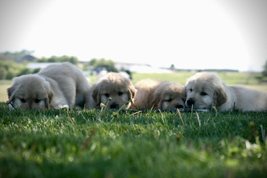 Forever golden retriever puppies