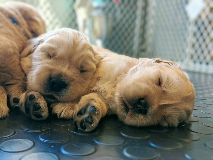 golden retriever puppies sleeping