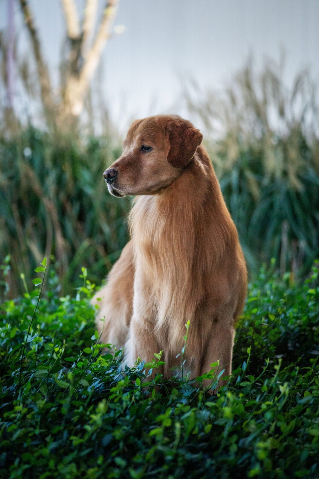 Photo of CH Forever’s Red Dirt Road CD MH WCX RN CGC CCA, a  Golden Retriever.