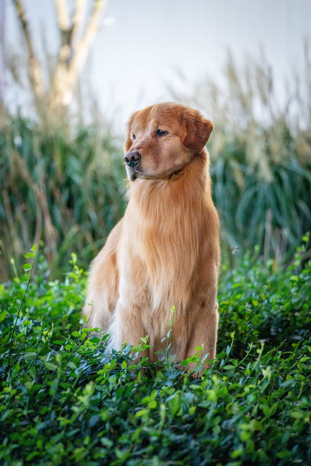 Photo of CH Forever’s Red Dirt Road CD MH WCX RN CGC CCA, a  Golden Retriever.