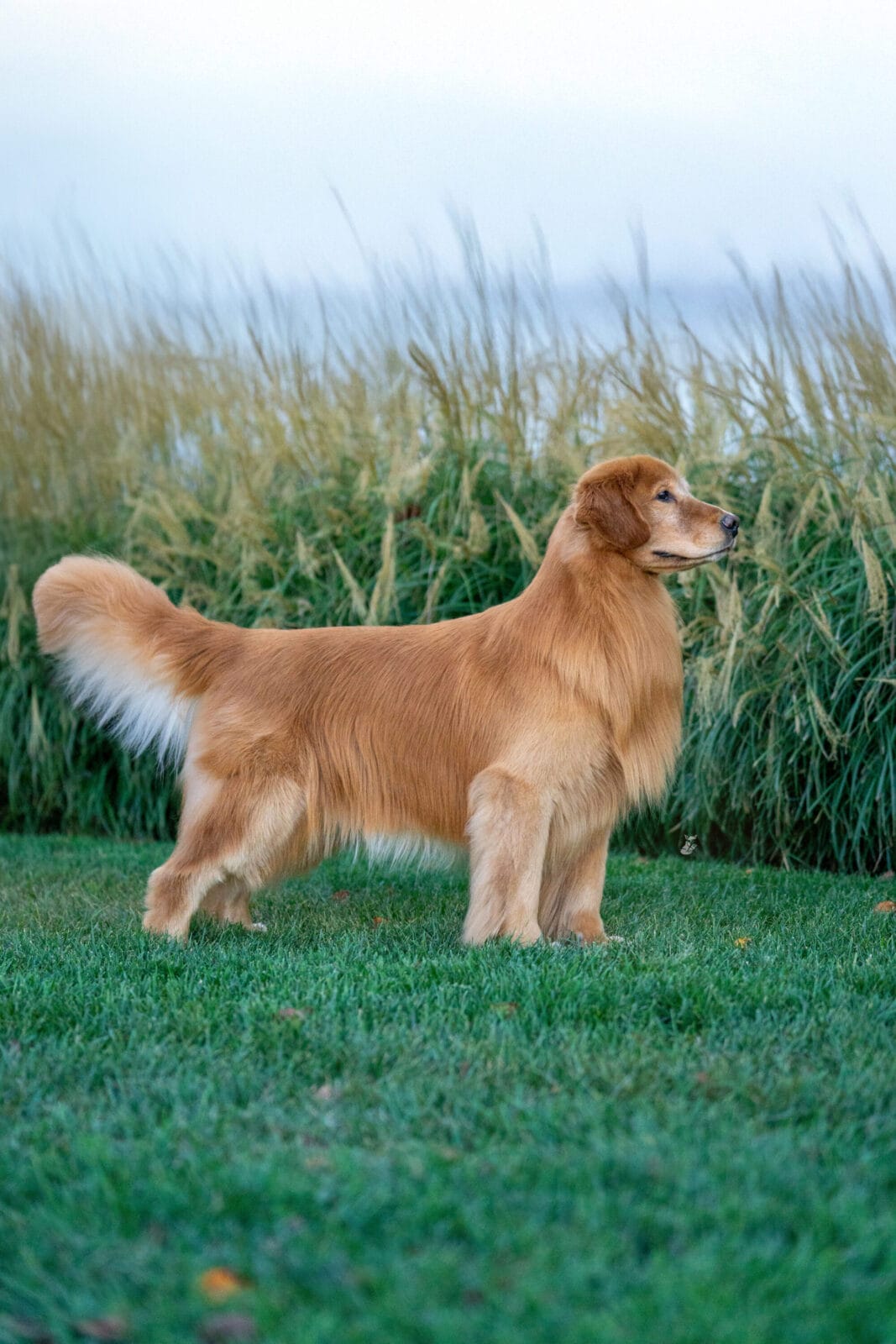 Photo of CH Forever’s Red Dirt Road CD MH WCX RN CGC CCA, a  Golden Retriever.