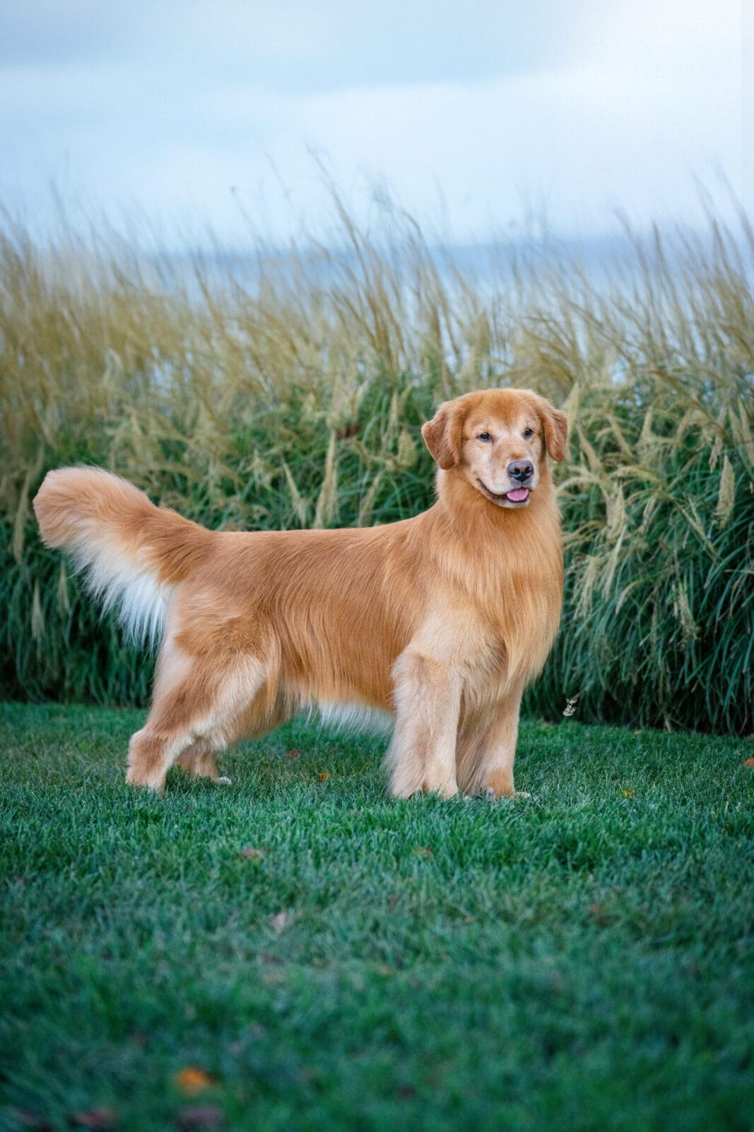 Photo of CH Forever’s Red Dirt Road CD MH WCX RN CGC CCA, a  Golden Retriever.