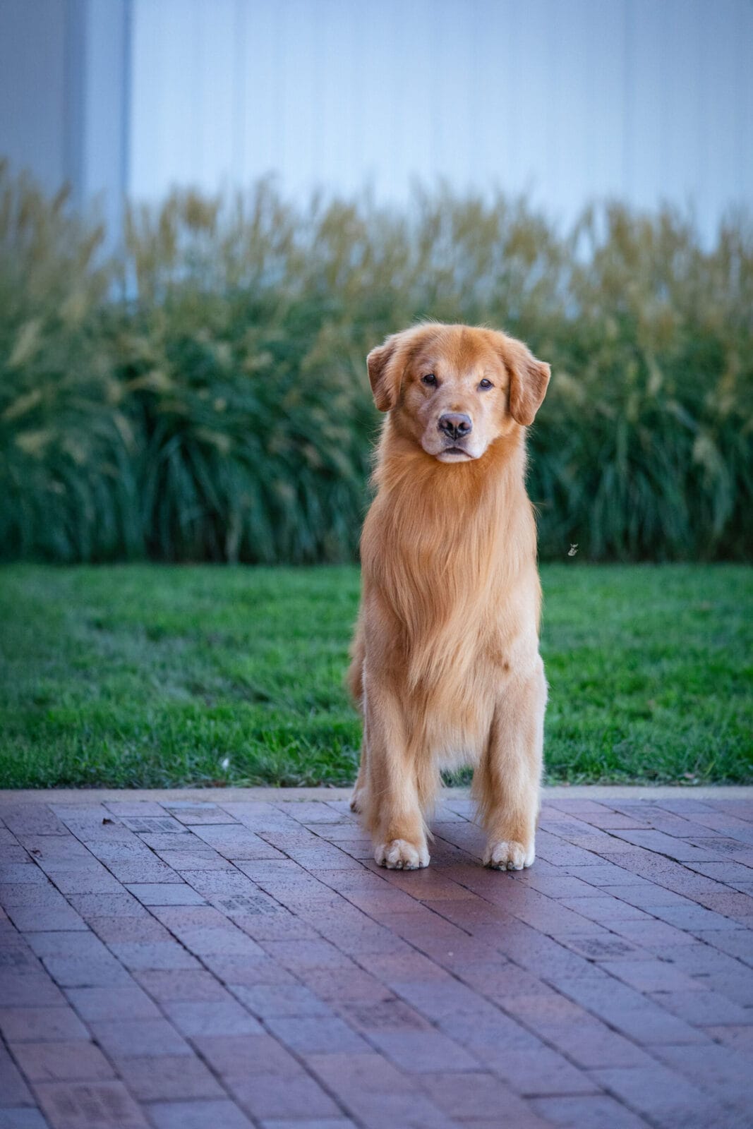 Photo of CH Forever’s Red Dirt Road CD MH WCX RN CGC CCA, a  Golden Retriever.