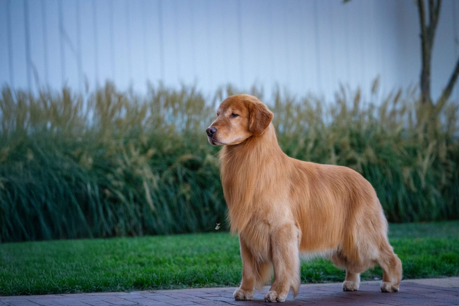 Photo of CH Forever’s Red Dirt Road CD MH WCX RN CGC CCA, a  Golden Retriever.