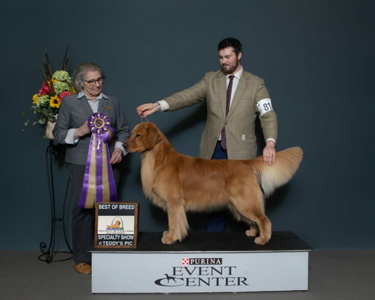 sonador forever im kind of a big deal - golden retriever