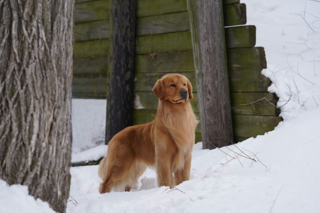 sonador forever im kind of a big deal - golden retriever