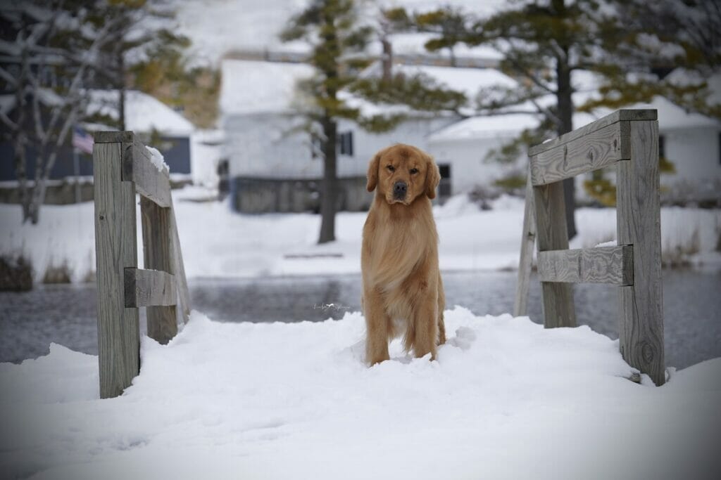 sonador forever im kind of a big deal - golden retriever