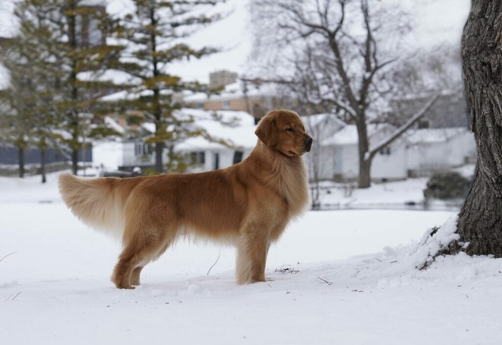sonador forever im kind of a big deal - golden retriever