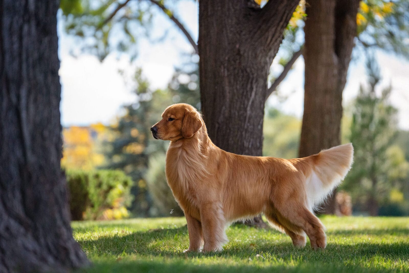 Photo of MBISS GCH Sonador’s Forever I’m Kind Of A Big Deal, a  Golden Retriever.