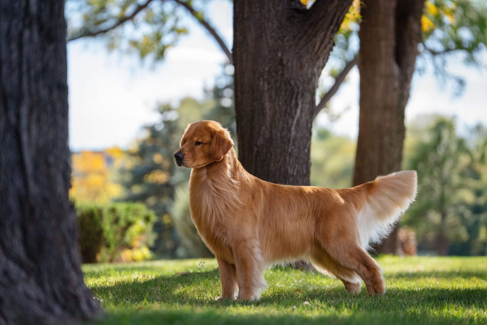 Photo of MBISS GCH Sonador’s Forever I’m Kind Of A Big Deal, a  Golden Retriever.