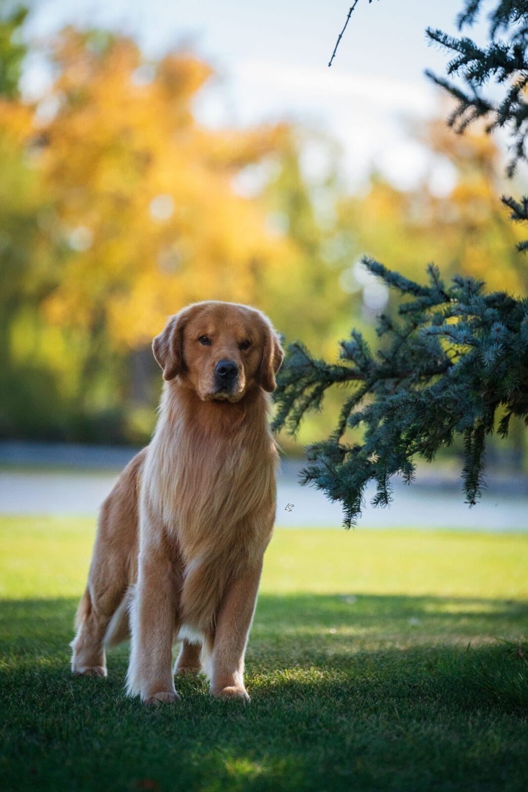 Photo of MBISS GCH Sonador’s Forever I’m Kind Of A Big Deal, a  Golden Retriever.