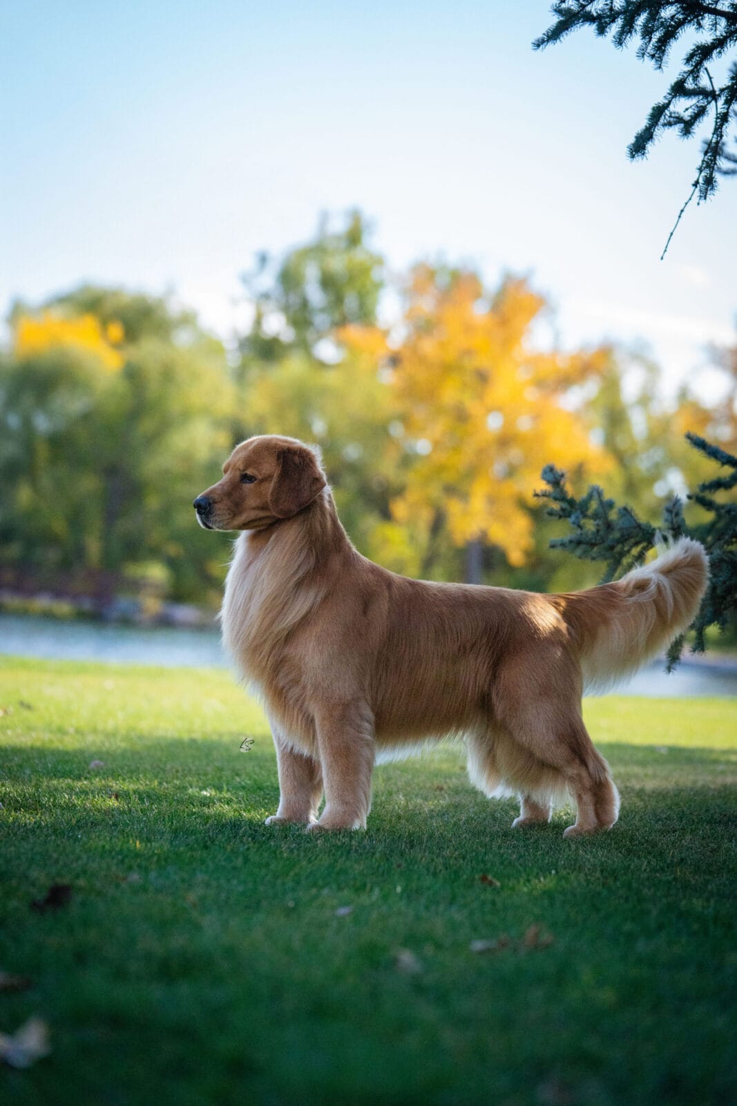 Photo of MBISS GCH Sonador’s Forever I’m Kind Of A Big Deal, a  Golden Retriever.
