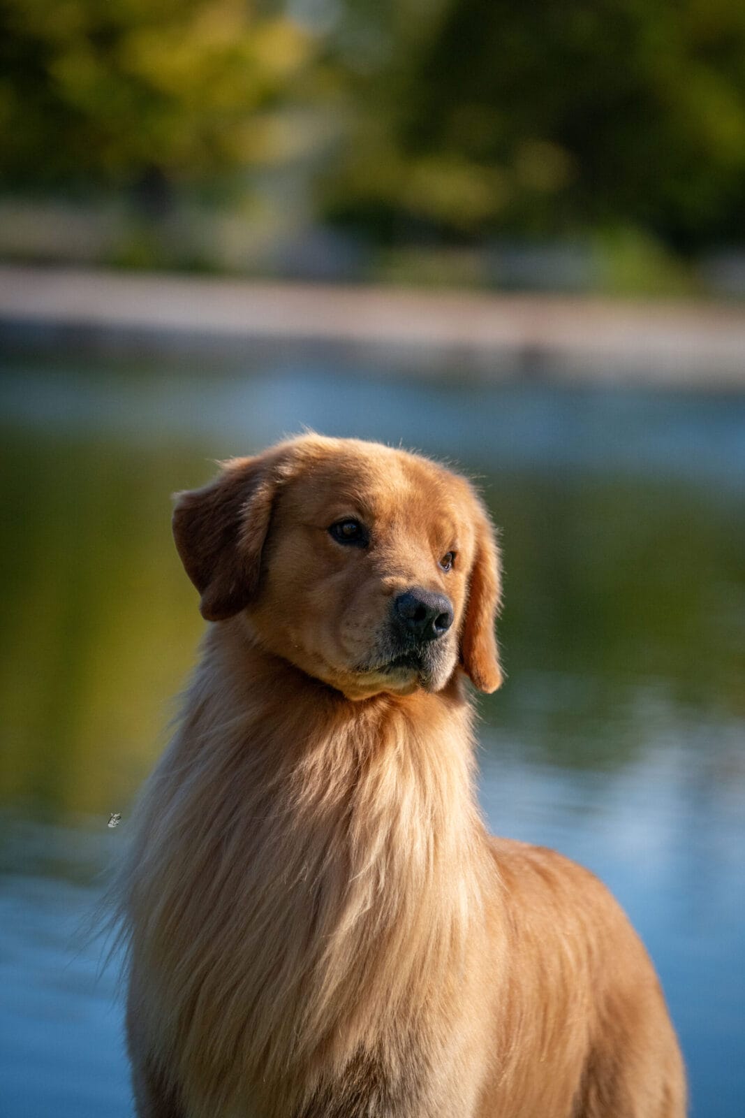 Photo of MBISS GCH Sonador’s Forever I’m Kind Of A Big Deal, a  Golden Retriever.