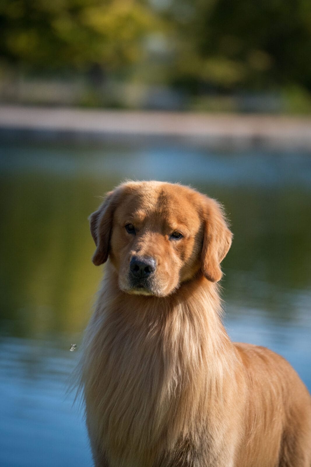 Photo of MBISS GCH Sonador’s Forever I’m Kind Of A Big Deal, a  Golden Retriever.