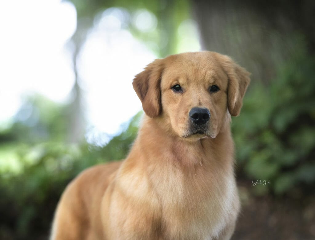 Goodfield Forever redneck woman _ golden retriever