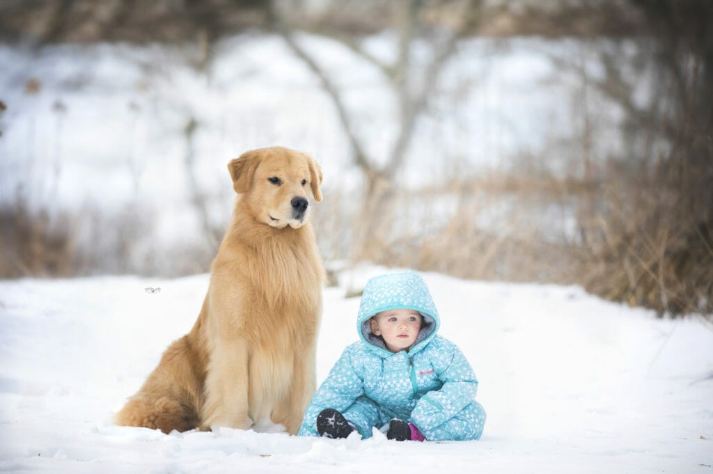 Chesterfields Forever Lucky Charm - golden retriever