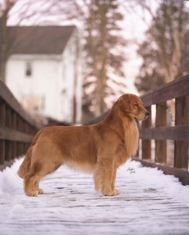SONADOR'S FOREVER UP OWL NIGHT - golden retriever