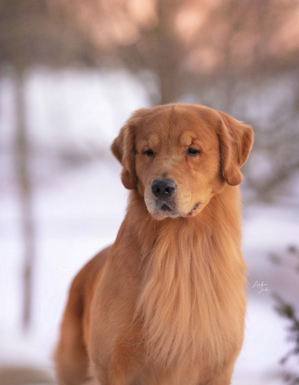 SONADOR'S FOREVER UP OWL NIGHT - golden retriever