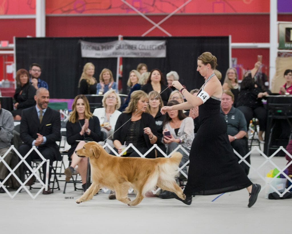 flying Nico de himmelstien _ golden retriever