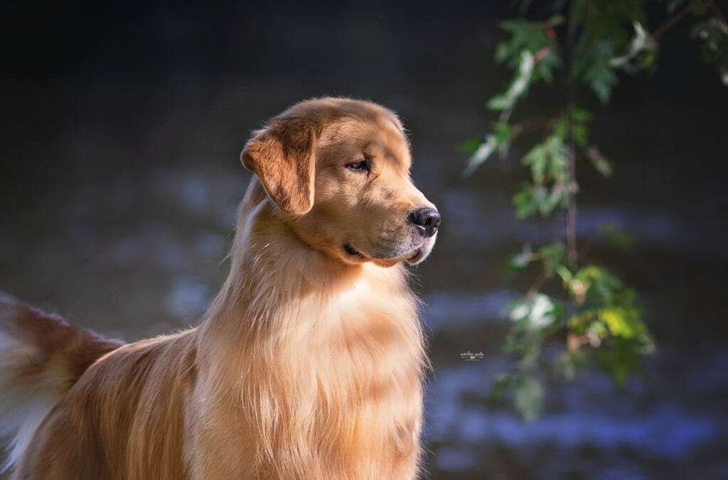 Photo of MBISS GCHG Flying Nico De Himmelstien SDHF DJ OS, a  Golden Retriever.