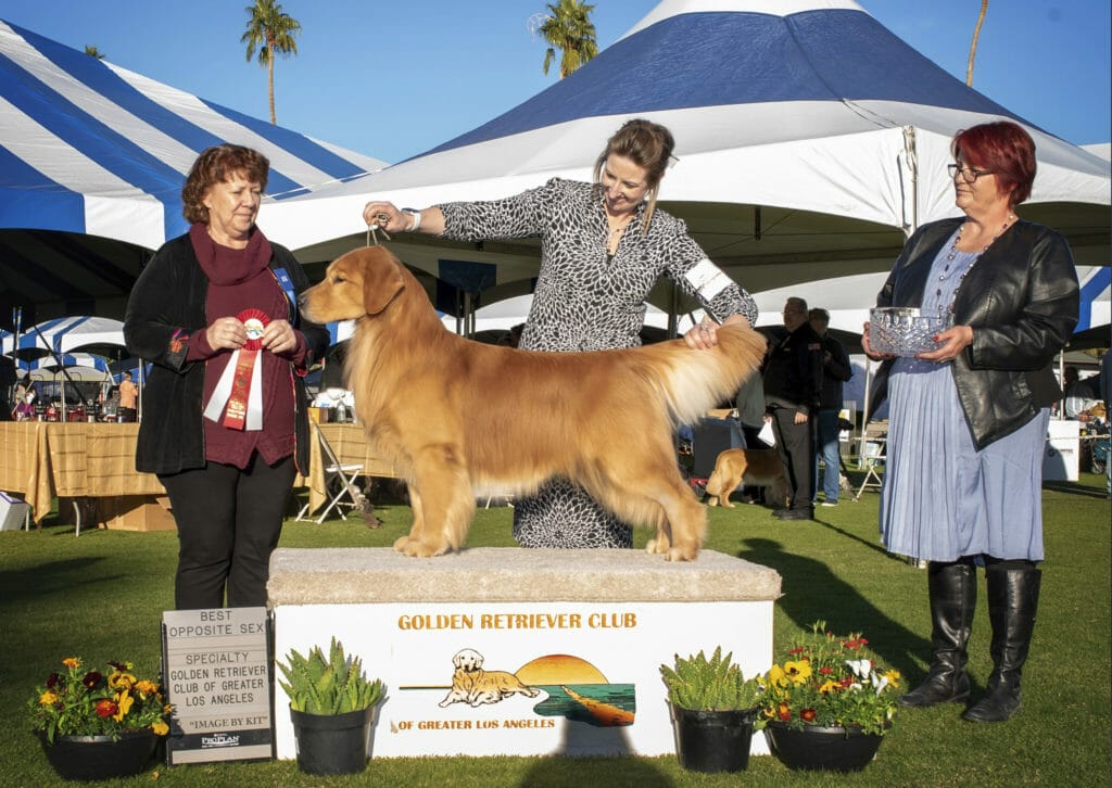 flying Nico de himmelstien _ golden retriever