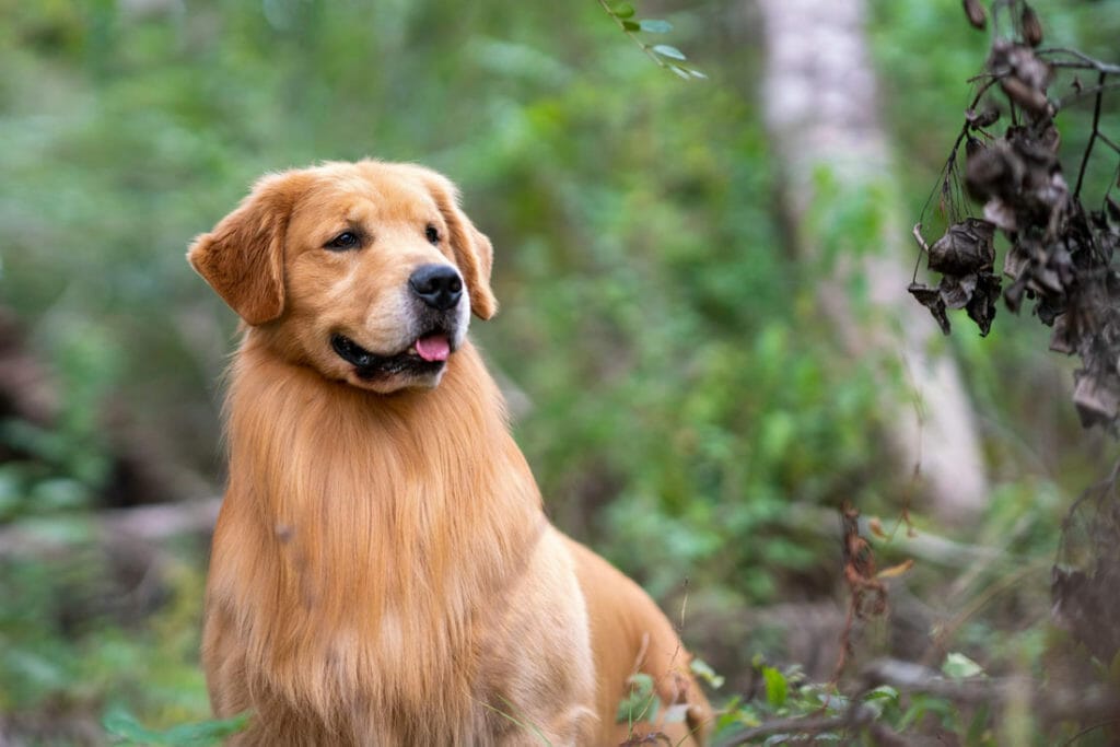 flying Nico de himmelstien _ golden retriever
