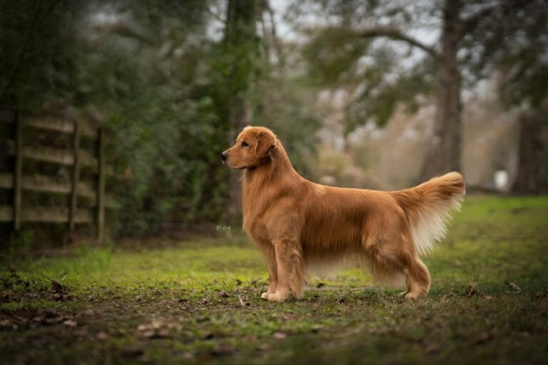 flying Nico de himmelstien _ golden retriever