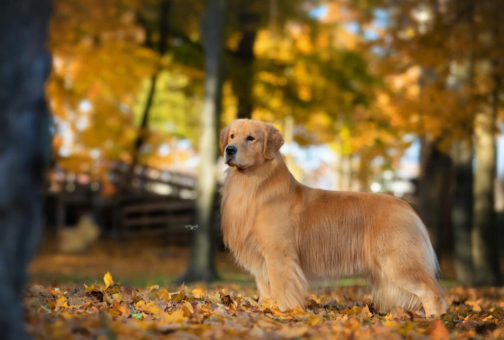 flying Nico de himmelstien _ golden retriever