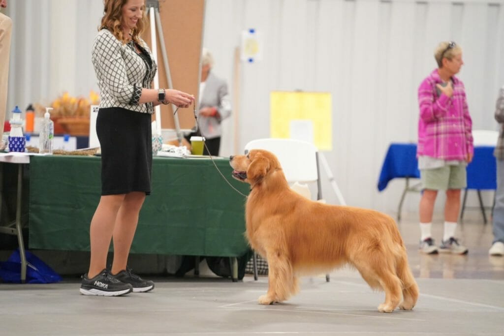 flying Nico de himmelstien _ golden retriever