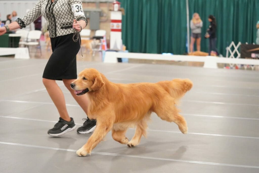 flying Nico de himmelstien _ golden retriever