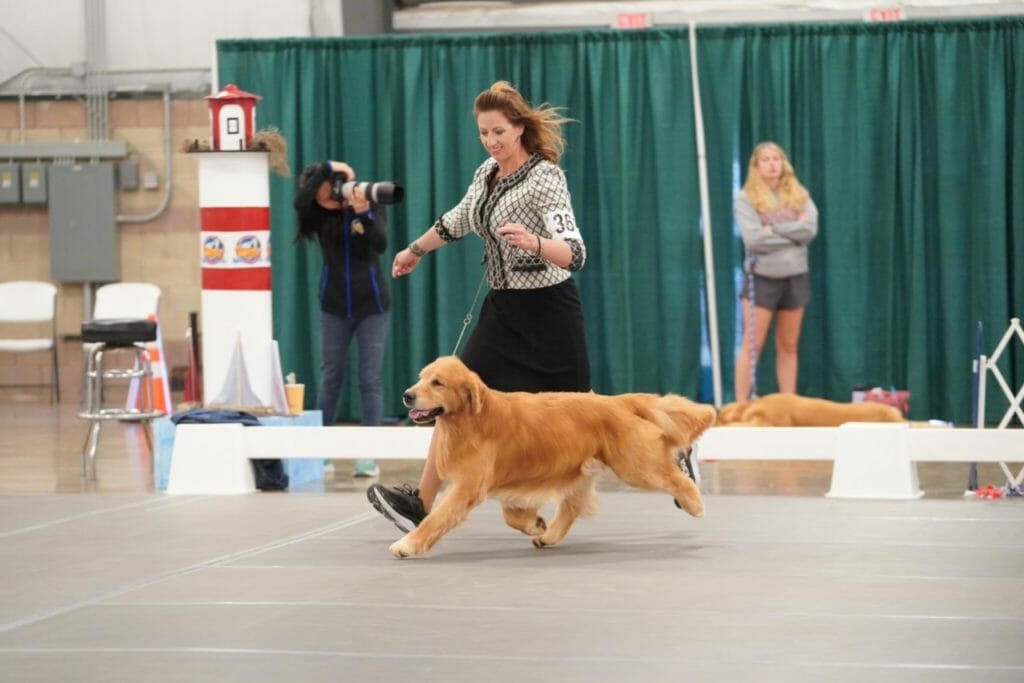 flying Nico de himmelstien _ golden retriever