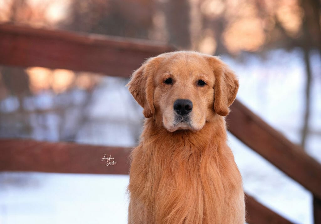 Photo of CH Forever’s Down & Dirty RA, a  Golden Retriever.