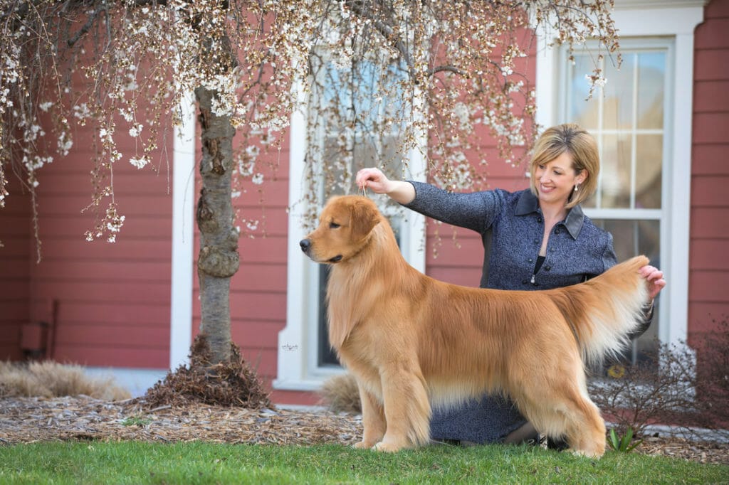 flying Nico de himmelstien _ golden retriever