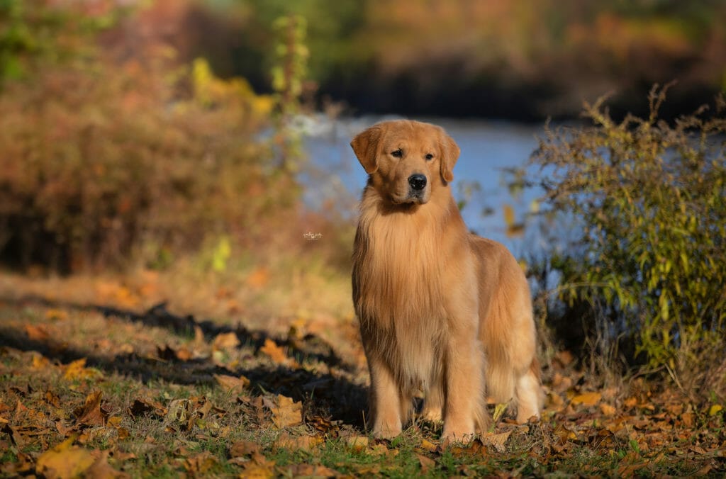 flying Nico de himmelstien _ golden retriever