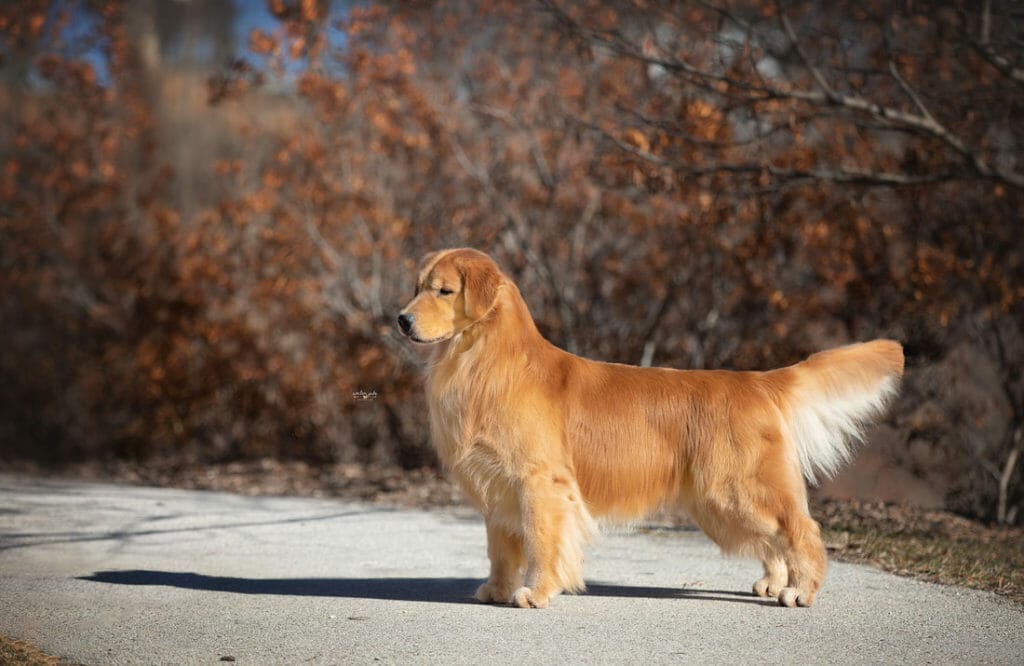 flying Nico de himmelstien _ golden retriever