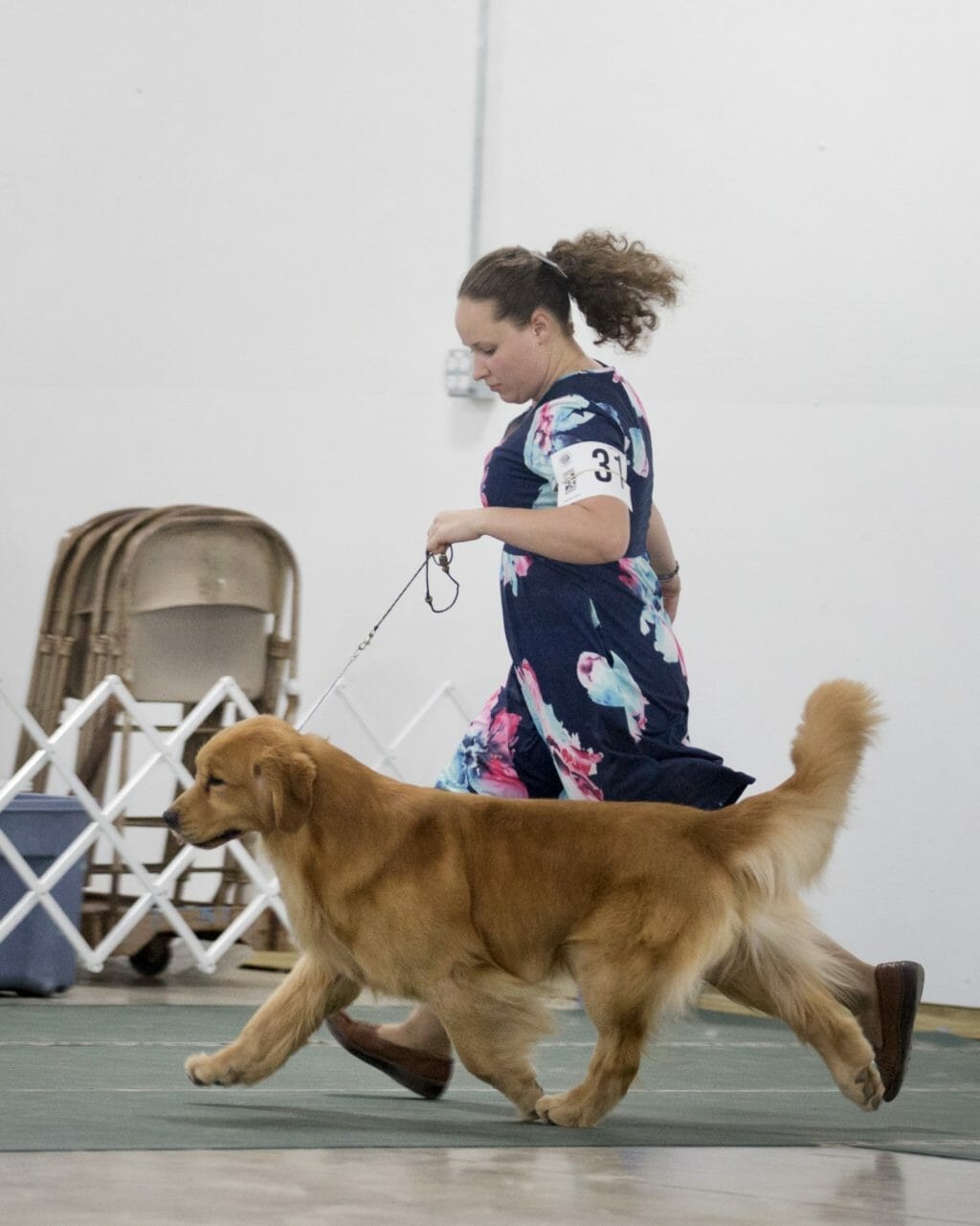forevers smoke and peat- golden retriever