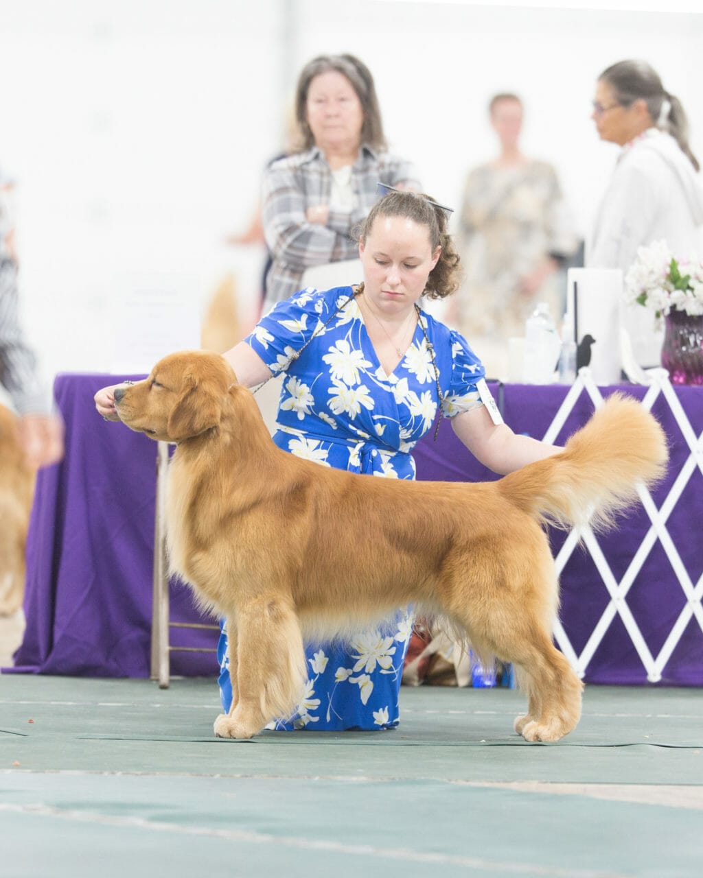 forevers smoke and peat- golden retriever