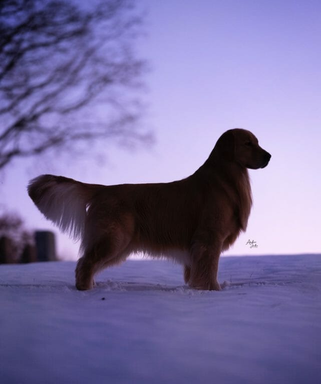 Forever evertops big little lies - golden retriever
