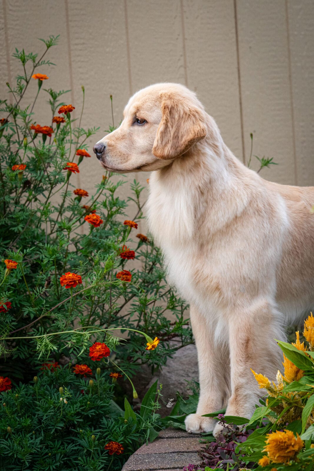 Photo of Forever’s Not Your Basic Beach RN DJ TKA CGCA CGCU, a  Golden Retriever.