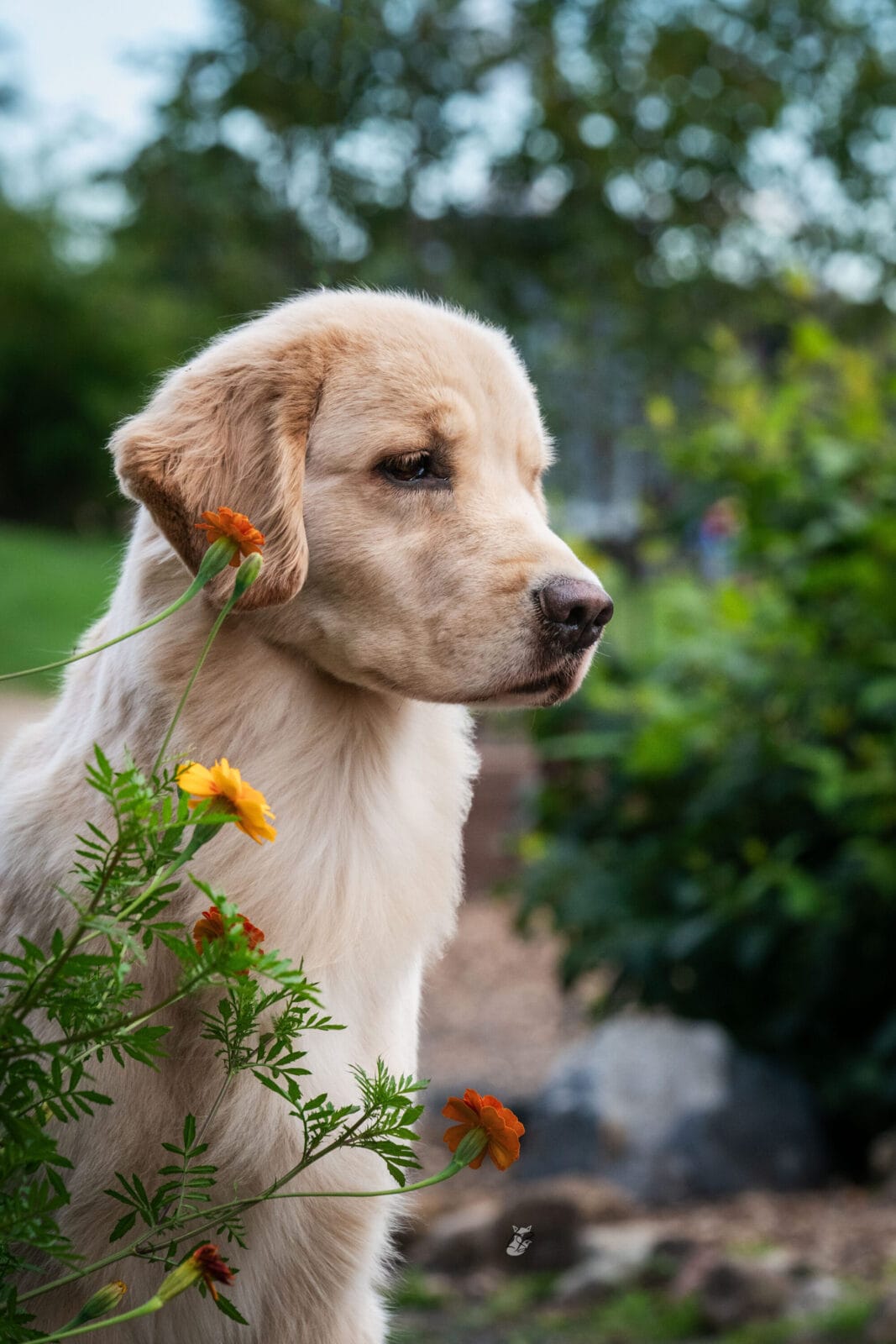 Photo of Forever’s Not Your Basic Beach RN DJ TKA CGCA CGCU, a  Golden Retriever.