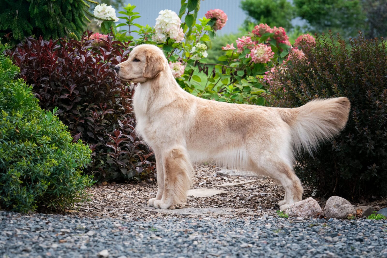 Photo of Forever’s Not Your Basic Beach RN DJ TKA CGCA CGCU, a  Golden Retriever.