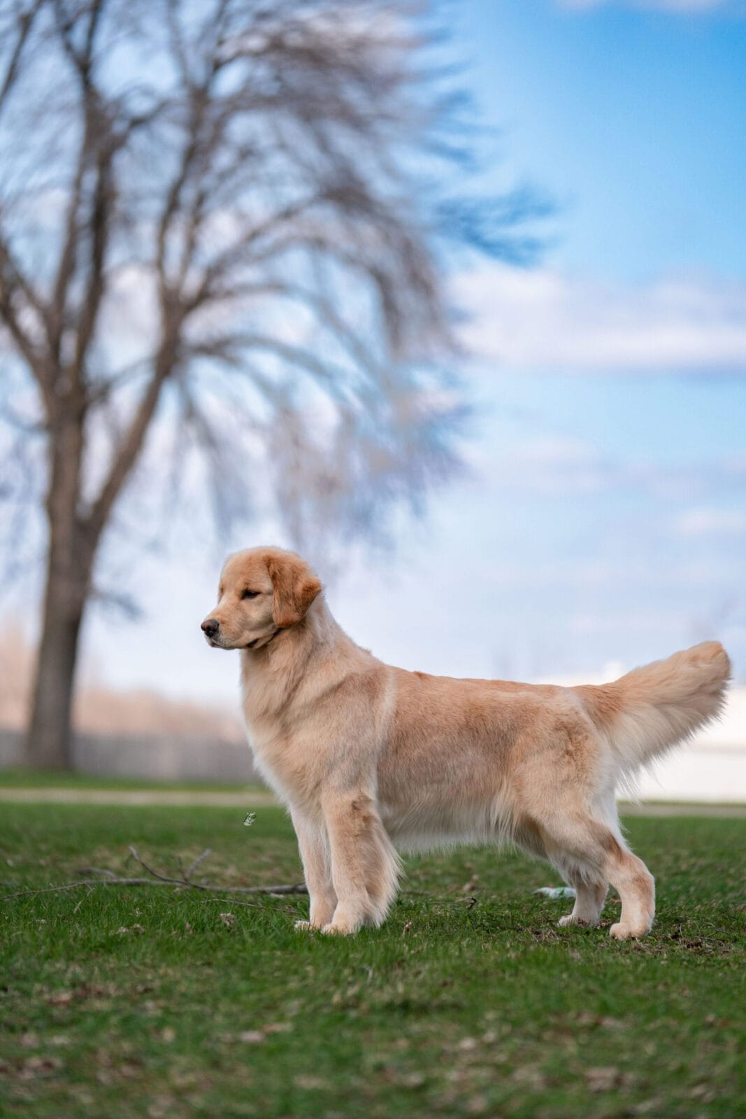 Photo of Forever’s Not Your Basic Beach RN DJ TKA CGCA CGCU, a  Golden Retriever.