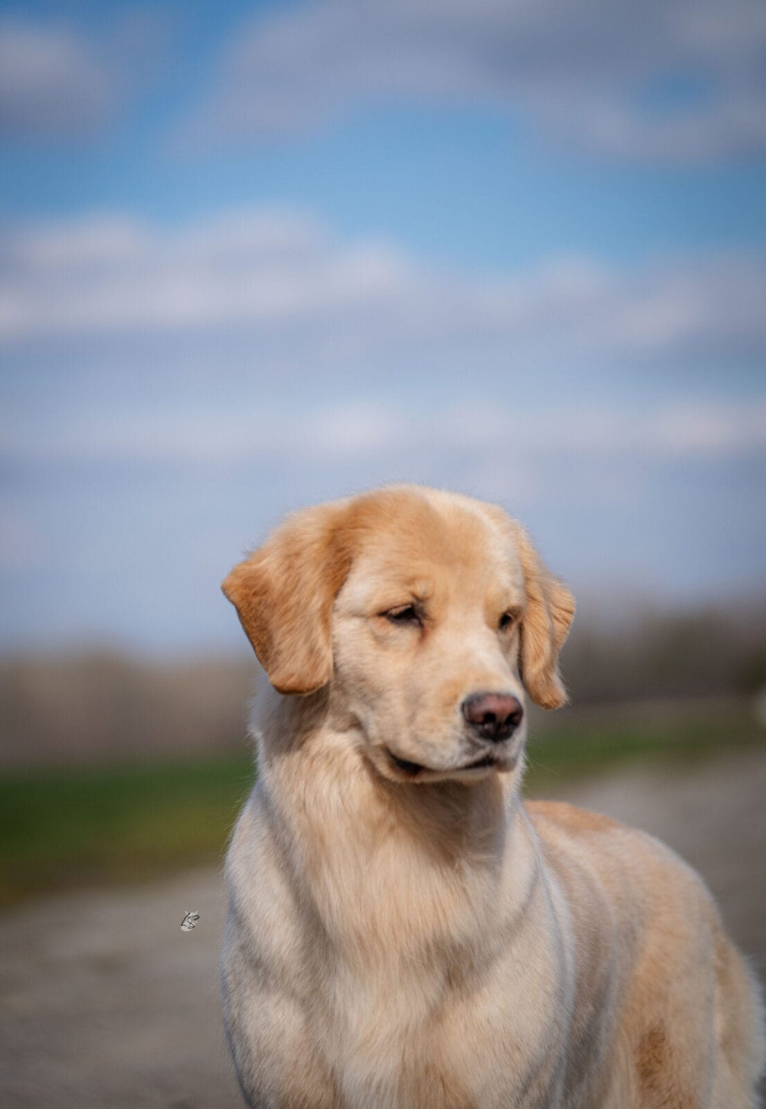 Photo of Forever’s Not Your Basic Beach RN DJ TKA CGCA CGCU, a  Golden Retriever.