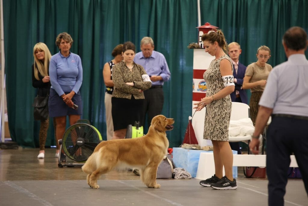 Goodfield Forever Red Neck Woman - golden retriever
