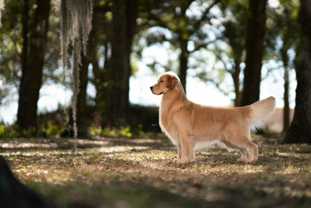 forevers dirty on my boots - golden retriever