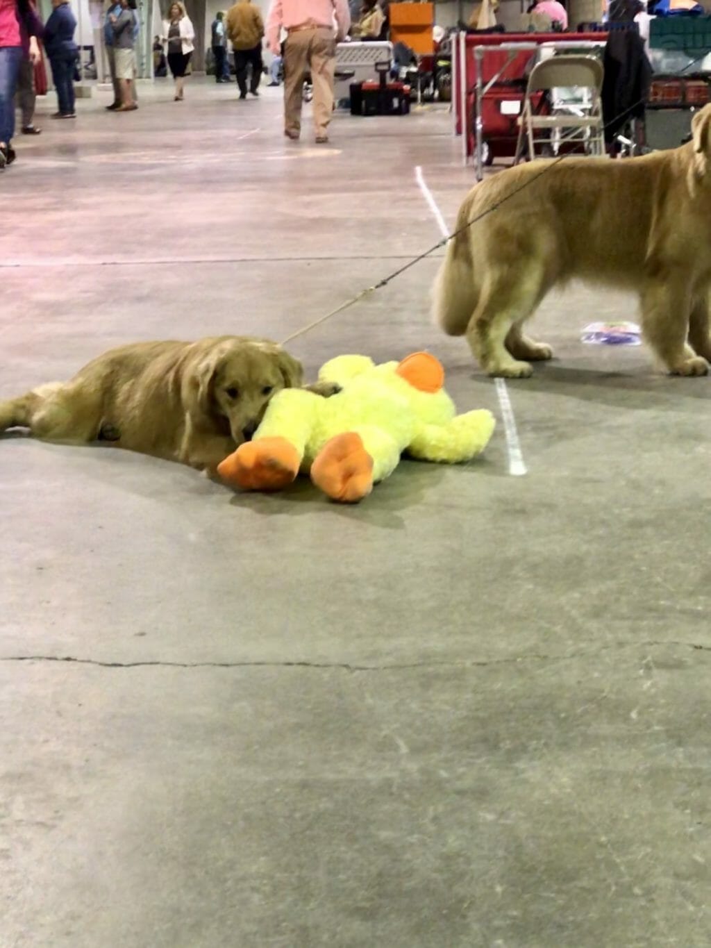 summits forever I'm not fat im fluffy - golden retriever