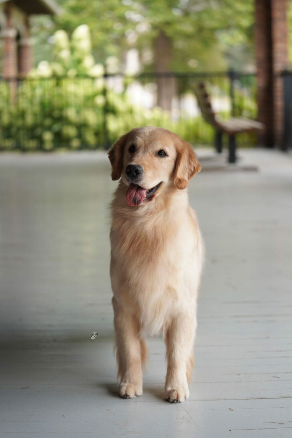 Photo of Forever’s Pretty Things Get Dirty, a  Golden Retriever.