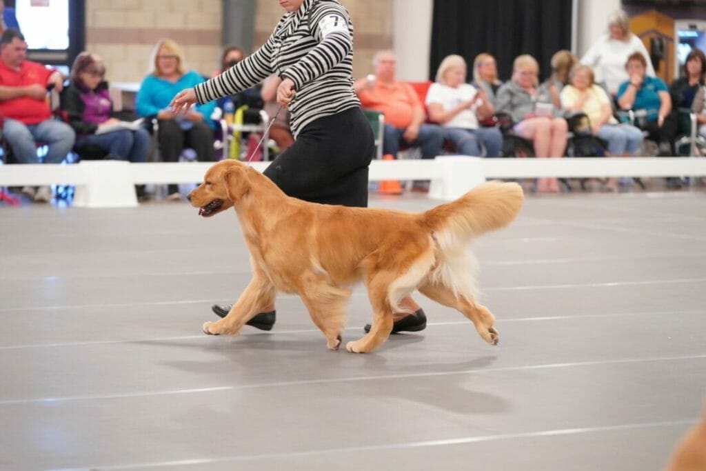forevers chasing you like a shot of whiskey - golden retriever