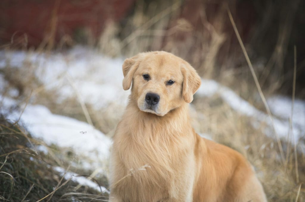 chesterfields forever lucky charm - golden retriever