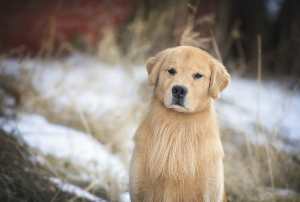 chesterfields forever lucky charm - golden retriever